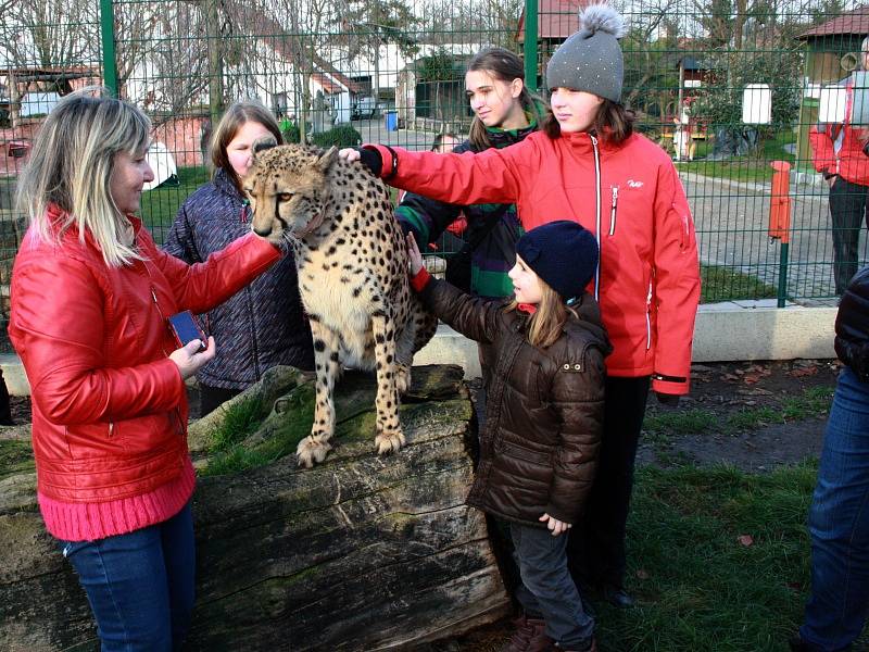 Vánoční mazlení s gepardicí Mzuri v Zoo Chleby