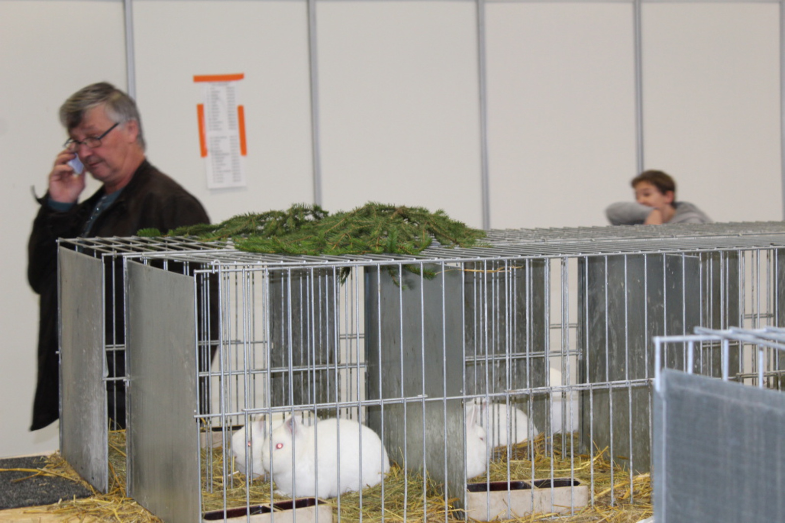Výstava Náš chovatel představí králíky i poštovní holuby - Berounský deník
