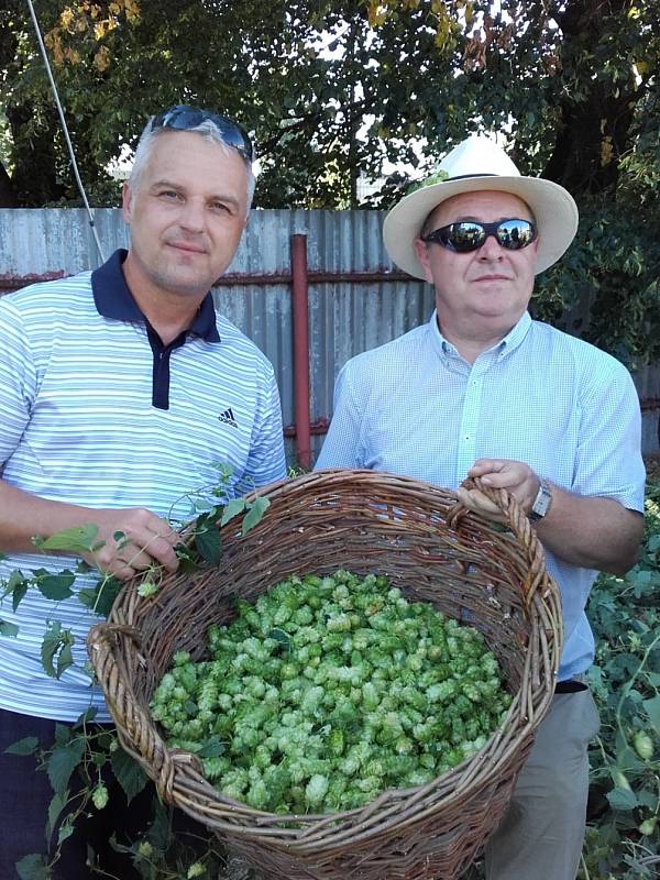 Starosta Mach přišel také pomoct česat chmel 