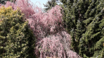 Sakura - lesopark na zahradě.