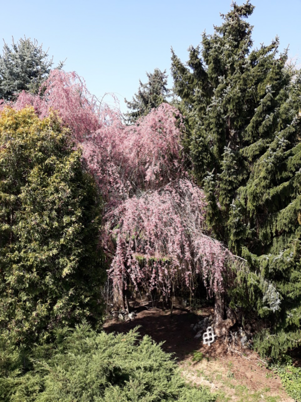 Sakura - lesopark na zahradě.