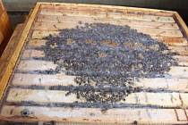 Včely jsou na trable nejlepší lék, tvrdí starostka Hořan