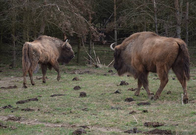 Do rezervace velkých kopytníků v bývalém vojenském prostoru Milovice ve čtvrtek dorazily dvě samice zubra evropského.