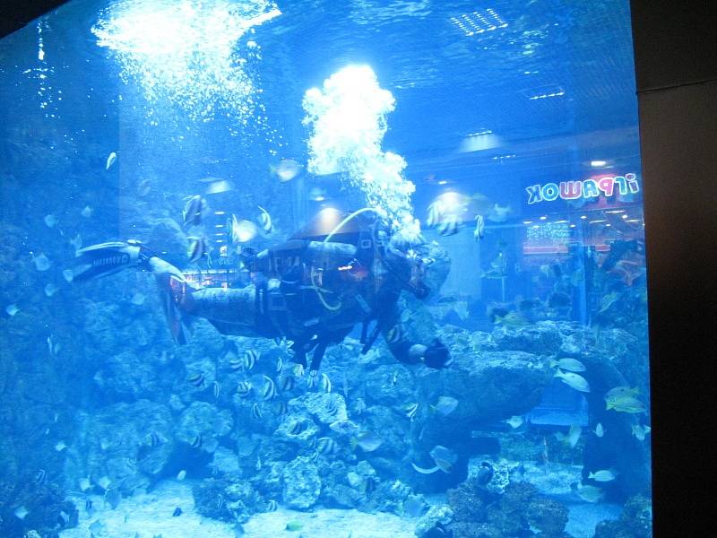 V supermarketu mají akvárium, kde ryby krmí potápěčka