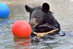 Zoo v pondělí opět otevře svoje brány, těšit se na vás budou třeba lvi nebo medvědi.