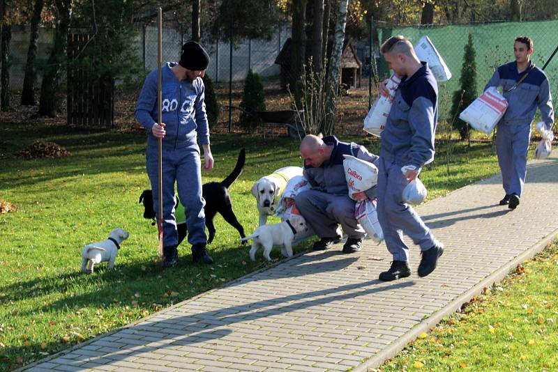 Dvojice labradorů Niko a Nairo po tři čtvrtě roce výchovy nastoupí kurz vodících psů. Odsouzení budou místo nich vychovávat malé fenky Cheron a Chutney.