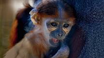 Opičky langur duk v chlebské Zoo.