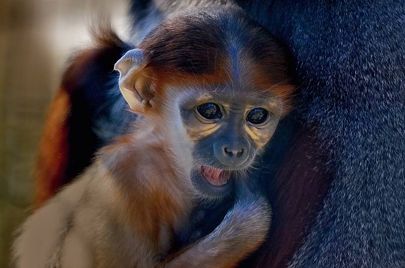 Opičky langur duk v chlebské Zoo.