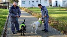 Dvojice labradorů Niko a Nairo po tři čtvrtě roce výchovy nastoupí kurz vodících psů. Odsouzení budou místo nich vychovávat malé fenky Cheron a Chutney.