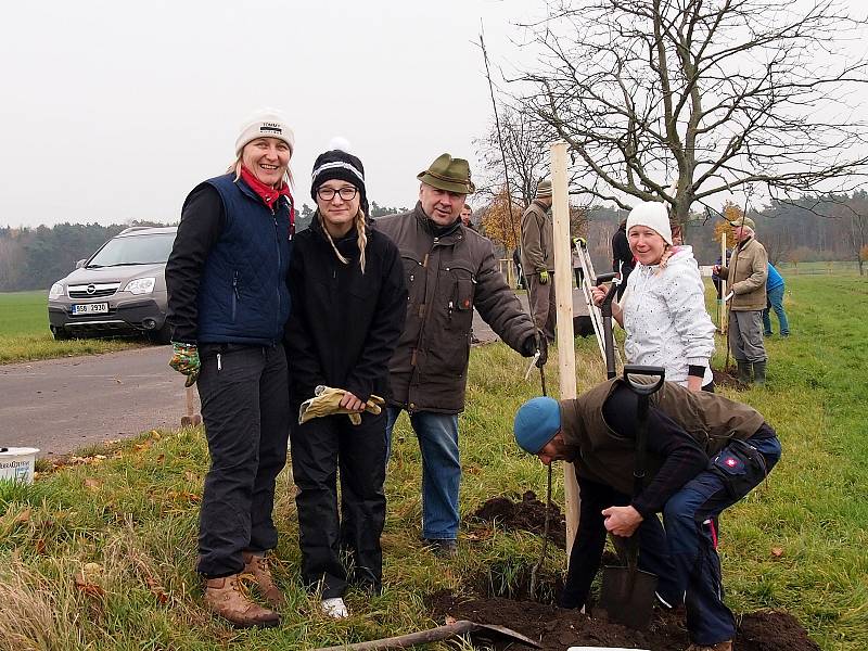 Nové stromky zasadili dobrovolníci podél staré obchodní cesty u Opolan.