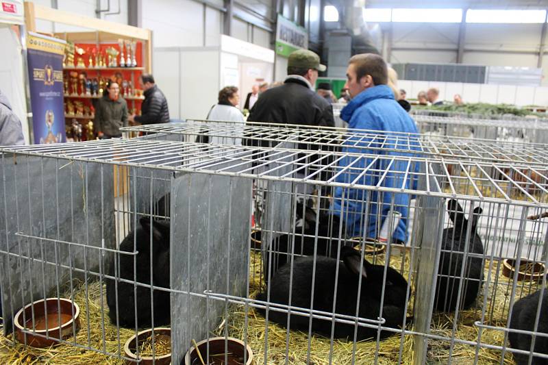 Výstava Náš chovatel nabízí každoročně přehlídku nejzajímavějších chovaných zvířat nejen z celého kraje.