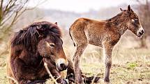 Milovická rezervace divokých koní, zubrů a praturů funguje už šest let.