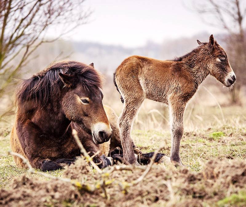 Milovická rezervace divokých koní, zubrů a praturů úspěšně funguje už několik let