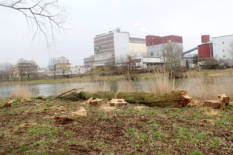 Situace u cyklostezky u Labe za železničním mostem po třech dnech kácení topolů.