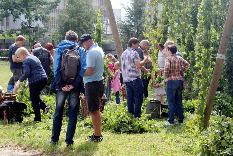 Dočesná se v sobotu odpoledne uskutečnila v nymburském pivovaru.