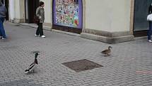 Kachní pár v centru Poděbrad
