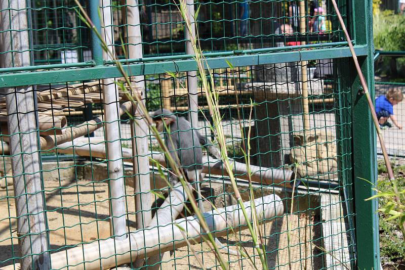 Chlebská zoo slaví 20 let. Představila i vzácné opičky langur veřejnosti