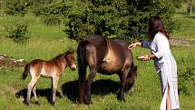 Hříbě divokého koně dostalo jméno po slovanském bohu blahobytu - Krodo. Hříbě v neděli pokřtila hejtmanka Středočeského kraje Jaroslava Pokorná Jermanová.