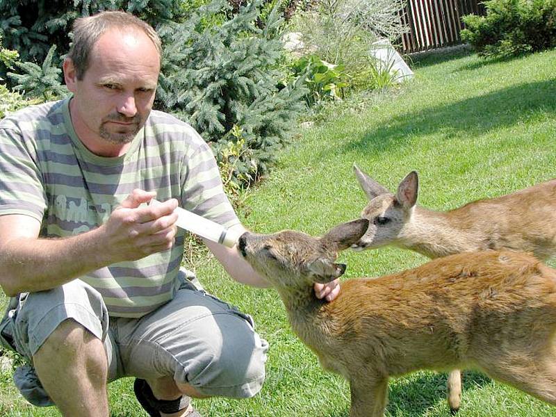 O malá srnčata se v Záchranné stanici  u Poděbrad starají každoročně.