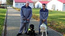 Dvojici labradorů, kteří nastoupí kurz vodících psů, nahradily v jiřické věznici malé fenky Cheron a Chutney.