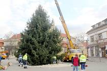 Vánoční strom dorazil ze Senic do Poděbrad na Jiřího náměstí.