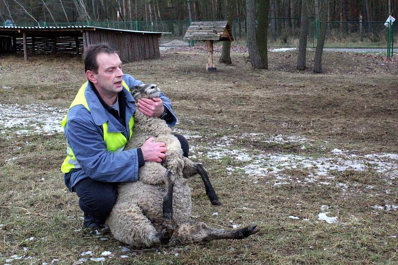 Odsouzený Petr Hokynář složil v Jiřicích zkoušku v oboru chovatel.