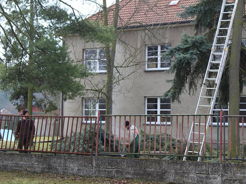 Vedení obce rozhodlo pokácet nekvalitní stromy především kvůli bezpečnosti. Vysadí za ně jiné.