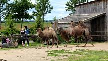 Návštěvníci aktuálně do chlebské Zoo nesmí. Snímky jsou z loňského křtu velbloudice.