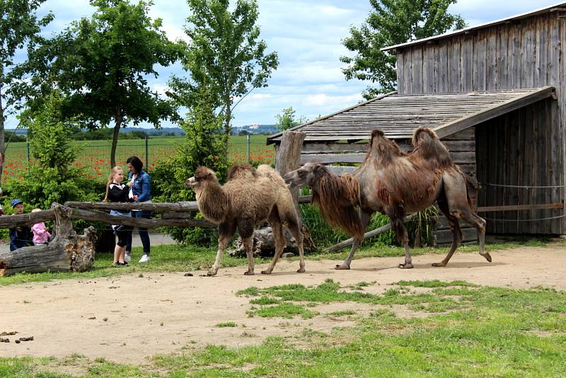 Návštěvníci aktuálně do chlebské Zoo nesmí. Snímky jsou z loňského křtu velbloudice.