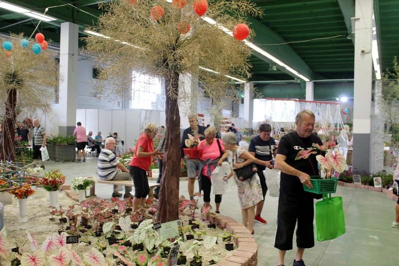 Na lyském výstavišti je k vidění až do neděle výstava Květy a Festival umění. Ve venkovních prostorách jsou připraveny pouťové atrakce.