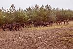 Rezervace na bývalém vojenském území  v Milovicích už nebude v rámci České republiky jediným domovem divokých koní pocházejících z anglického Exmooru. Zkušenosti  z Milovic využijí odborníci také v Podyjí.