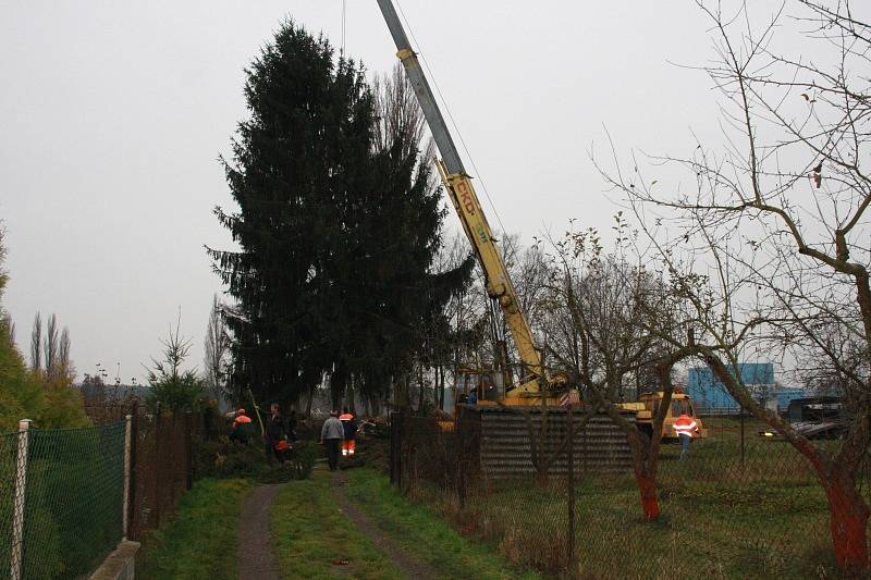 Převoz Vánočního stromu z Kostomlátek do Nymburka