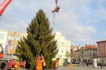 Vánoční strom byl v úterý ráno uříznut v Seleticích a převezen na nymburské náměstí, kde byl vztyčen a zajištěn.
