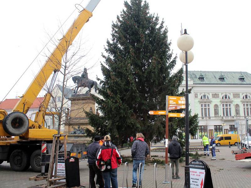 Vánoční smrk ze Sokolče už zdobí Jiřího náměstí v Poděbradech.
