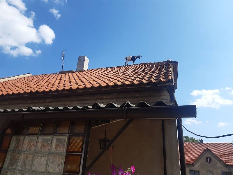 Zcela ojedinělým výletníkem do výšin byla mladá koza, která se o jednom červencovém sobotním odpoledni rozhodla prozkoumat okolí svého nového bydliště ze střechy rodinného domu ve Smečně nedaleko Kladna.