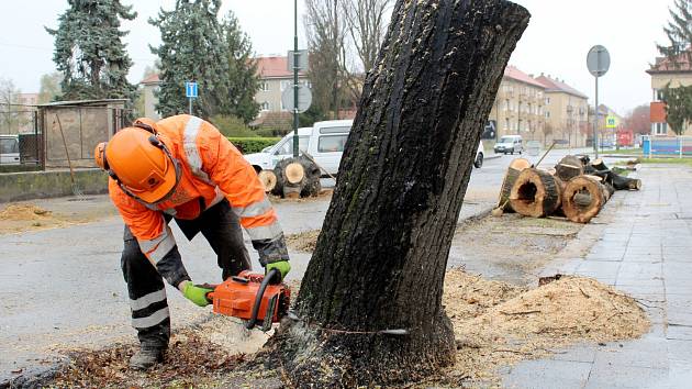 Lipová alej kolem silnice směřující ke hřbitovu v Nymburce se stává minulostí. V pátek zaměstnanci technických služeb pokáceli prvních pět stromů. Další tři půjdou k zemi v příštím týdnu.