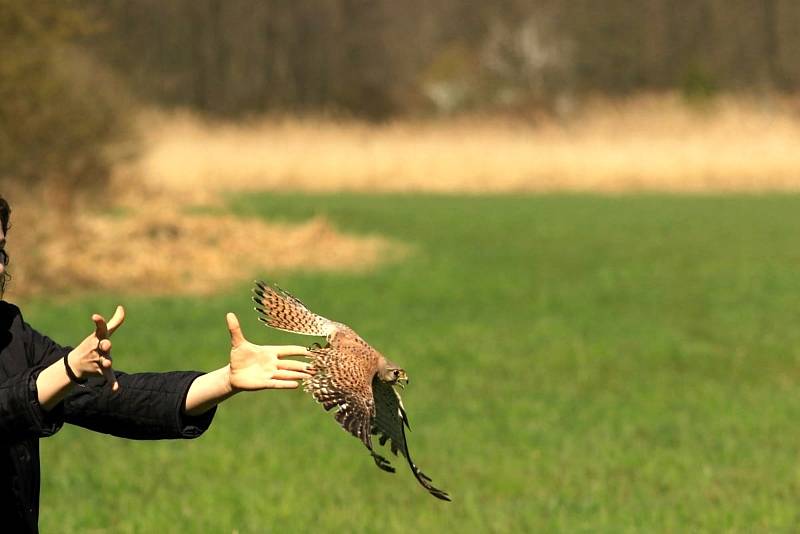 Z poděbradské Střední zemědělské školy opět žáci chodí do Stanice pro handicapovaná zvířata na Huslíku.