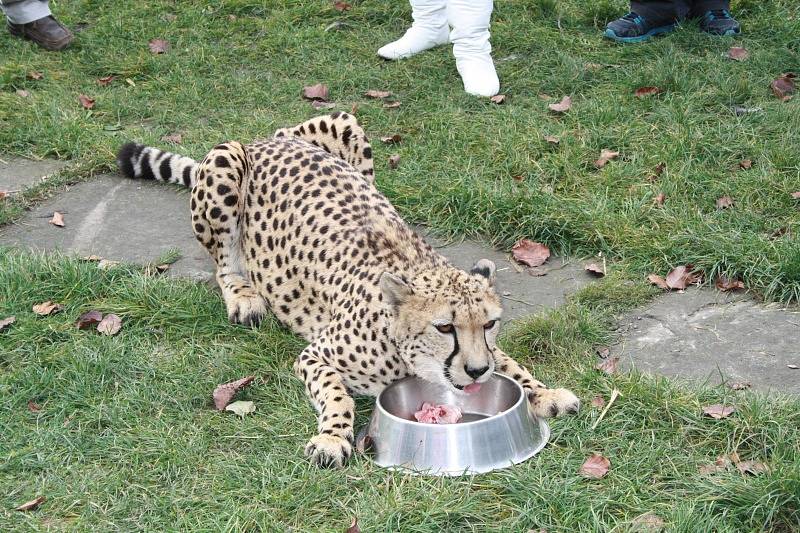 Vánoční mazlení s gepardicí Mzuri v Zoo Chleby