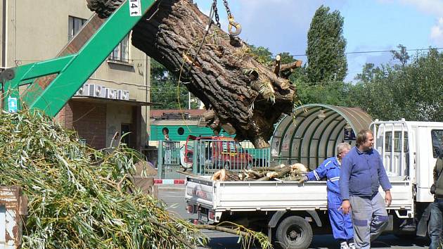 Dominantní vrba na autobusovém nádraží v Poděbradech na Nymbursku. Pracovníci technických služeb ji musely ve středu 1. září 2010 prořezat.