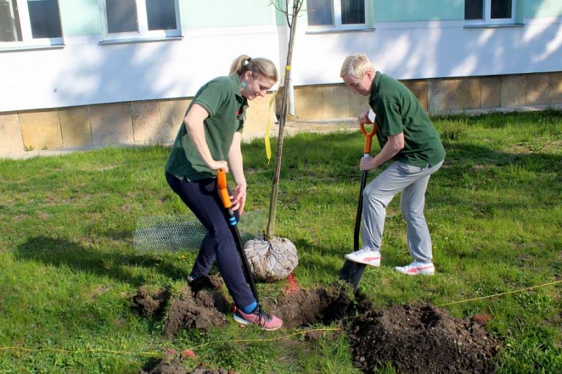 Před městeckou nemocnicí vysázeli deset nových stromků.