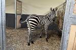 Zebra Dory je první obyvatelkou zebřince v chlebské zoo.