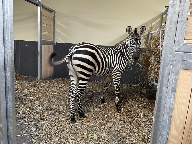 Zebra Dory je první obyvatelkou zebřince v chlebské zoo.