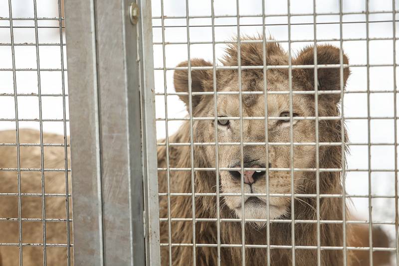 Zoo v Chlebech na Nymbursku ve středu 17. února 2021.