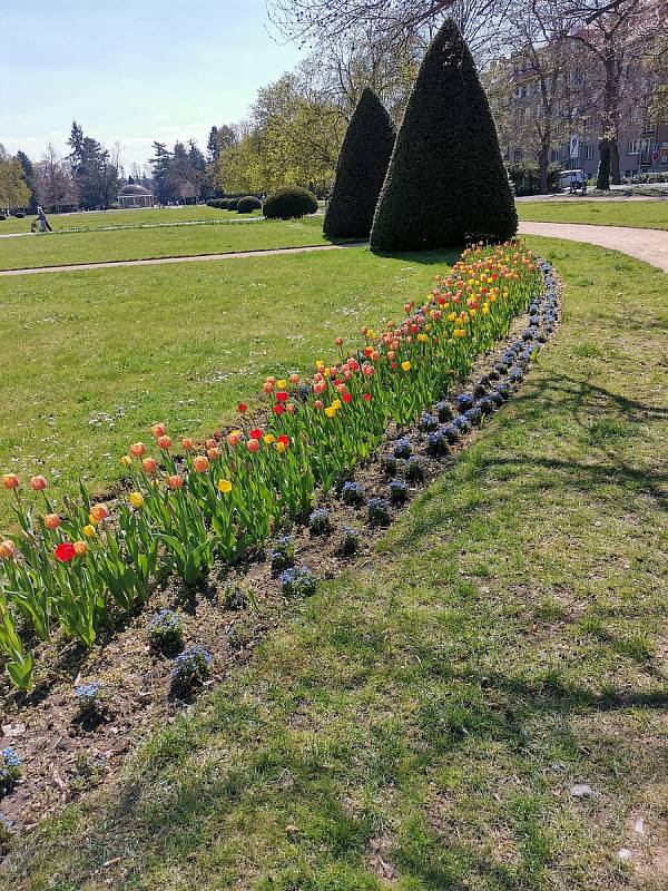 Náměstí, ulice i park rozkvetly. Foto: Ružena Wagnerová