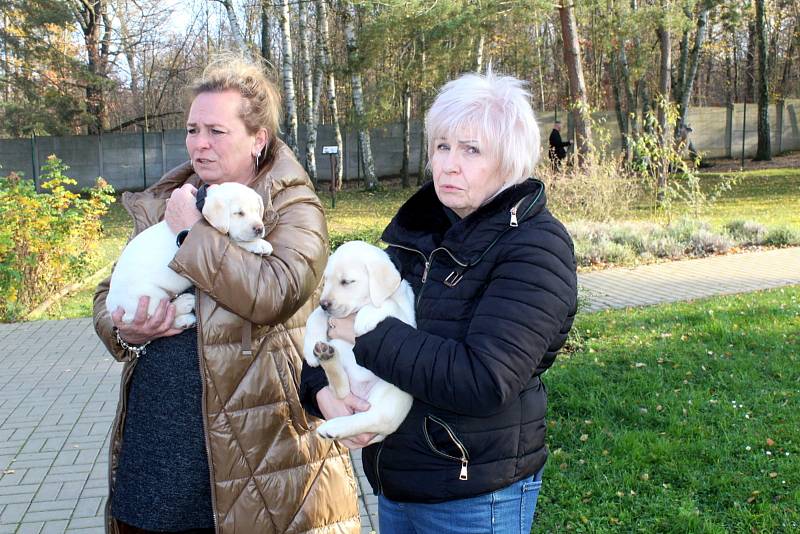 Dvojice labradorů Niko a Nairo po tři čtvrtě roce výchovy nastoupí kurz vodících psů. Odsouzení budou místo nich vychovávat malé fenky Cheron a Chutney.