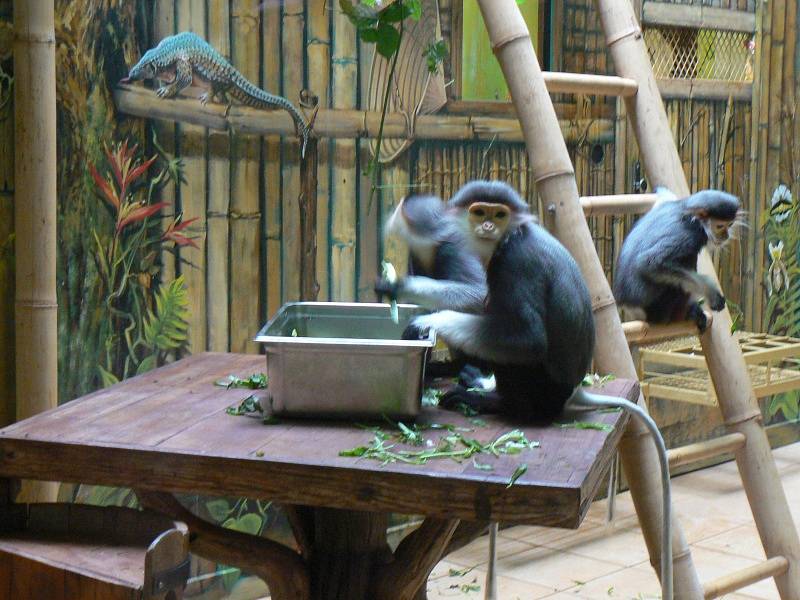 Otevření pavilonu s opičkami langur duk
