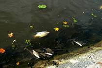 Úhyn ryb na Labi u Nymburka