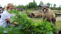 Návštěvníci aktuálně do chlebské Zoo nesmí. Snímky jsou z loňského křtu velbloudice.