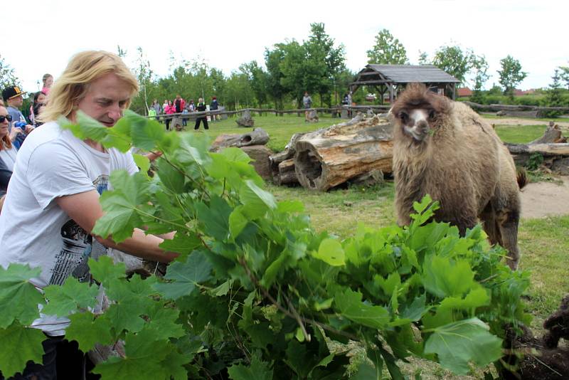 Návštěvníci aktuálně do chlebské Zoo nesmí. Snímky jsou z loňského křtu velbloudice.