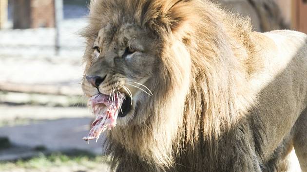 Krmení lvů v chlebské zoo.